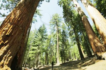 Royalty Free Photo of Sequoias in Yosemite national Park 