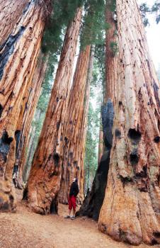 Royalty Free Photo of Sequoia Trees