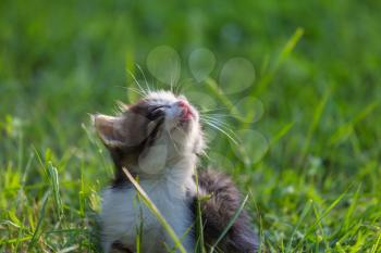 little kitten in green grass