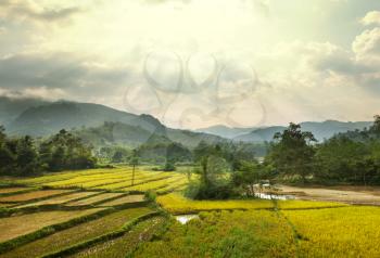 Fields in Laos