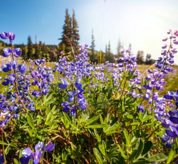 mountains meadow