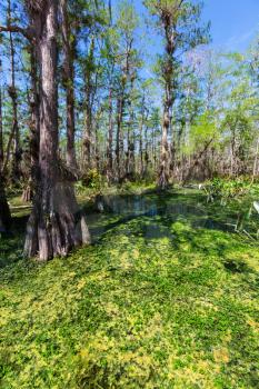Bald Cypress Trees  in a florida swamp