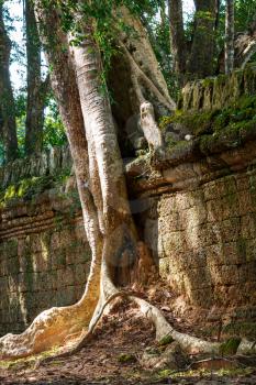 Tree swallowing ancient ruins of Angkor Wat Cambodia