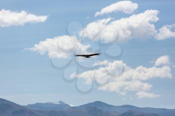 Flying condor in the Colca canyon,Peru