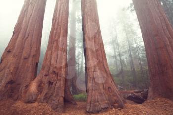 sequoia trees in Sierra Nevada mountains,California