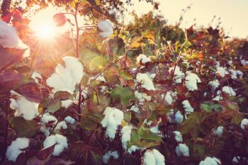 Cotton field at sunrise. Autumn season.