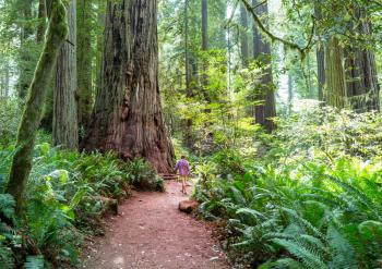 Sequoias forest in summer season