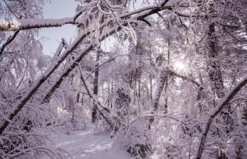 Picturesque snow-covered forest in the winter