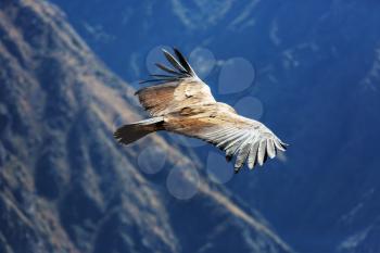 Flying condor in the Colca canyon,Peru