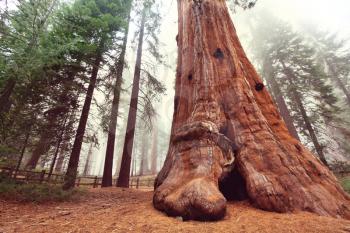 sequoia trees in Sierra Nevada mountains,California