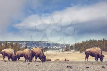 Buffalo in Yellowstone NP, USA