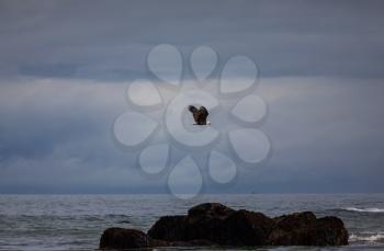 american bald eagle in flight against clear blue alaska sky