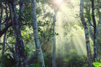 Misty Rainforest in  Costa Rica,  Central America