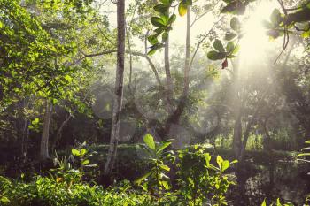 Misty Rainforest in  Costa Rica,  Central America