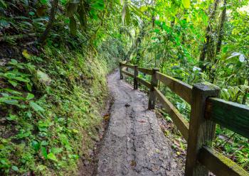 Hiking in green tropical jungle, Costa Rica, Central America