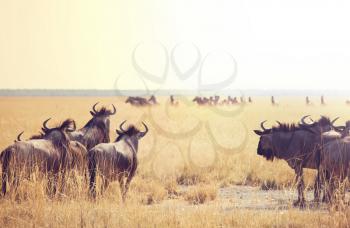 Antelope Gnu in namibian bush