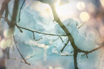 Picturesque snow-covered forest in the winter