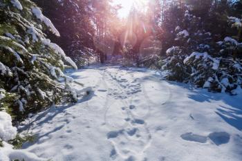 Picturesque snow-covered forest in the winter