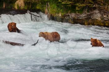 A grizzly bear hunting salmon at Brooks falls. Coastal Brown Grizzly Bears fishing at Katmai National Park, Alaska. Summer season. Natural wildlife theme.