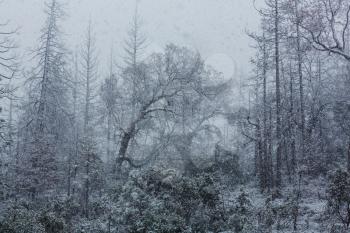 Snowstorm in autumn forest