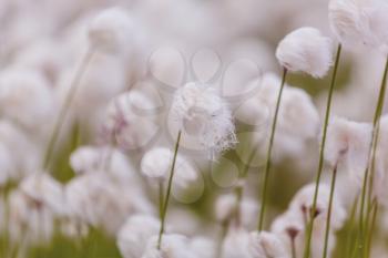Arctic cotton flowers in summer season