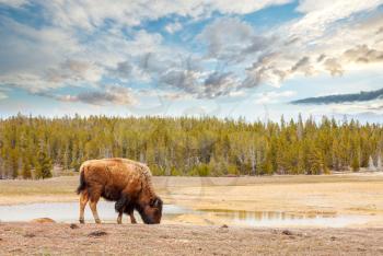 Wild Buffalo in Yellowstone National Park, USA