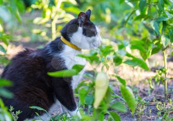 domestic cat in summer garden