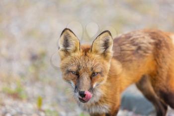 foxPortrait of a red fox (Vulpes vulpes) on a green background in summer season