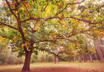 Autumn tree in city park