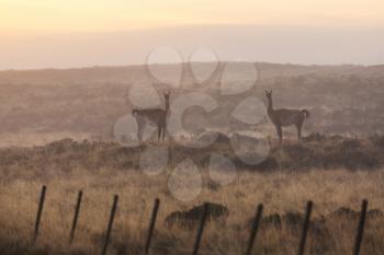 Wild Guanaco (Lama Guanicoe) in Patagonia prairie, Chile, South America