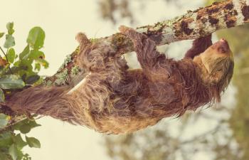 The sloth on the tree in Costa Rica, Central America