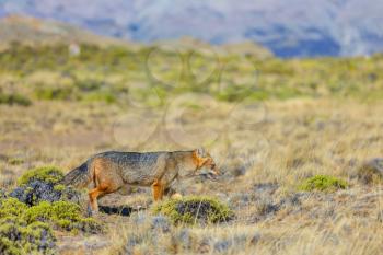 South American gray fox (Lycalopex griseus), Patagonian fox, in Patagonia mountains