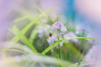 Wasp on the flower in summer garden