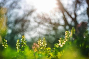 Beautiful woodland landscapes. Spring flowers In the forest.