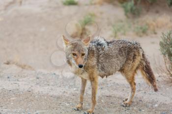 coyote closeup in the desert