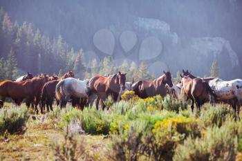 a herd of horses in a autumn meadow