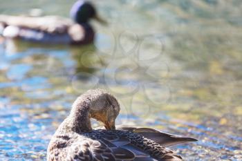 Amazing mallard duck on mountains lake