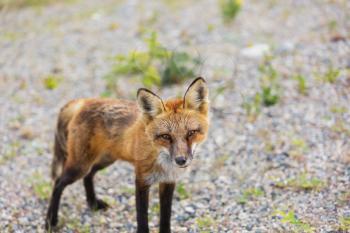 Portrait of a red fox (Vulpes vulpes) on a green background in summer season