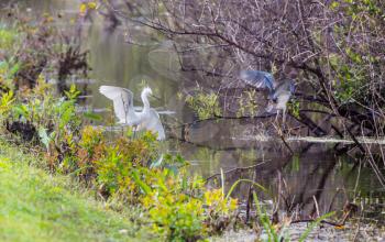 Snowy egret in Everglades National Park, Florida.