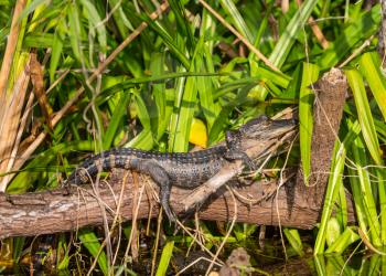 Young Alligator in Everglades National Park, Florida, USA