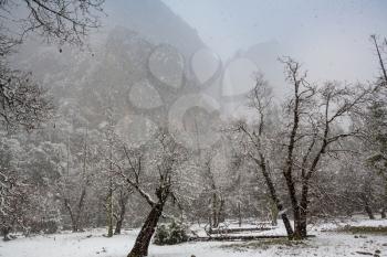 Snowfall in Yosemite National Park in California, USA.  Winter landscape.