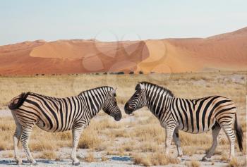 African plains zebras on the dry brown savannah grasslands browsing and grazing. African safari background