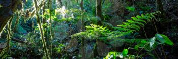Beautiful green tropical jungle for natural background