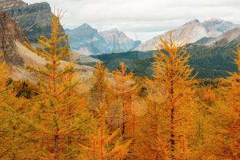 Beautiful golden larches in mountains, Fall season.
