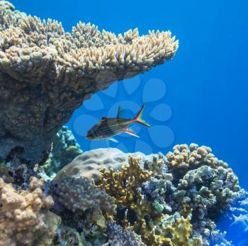 Coral fish in  Red Sea,Egypt