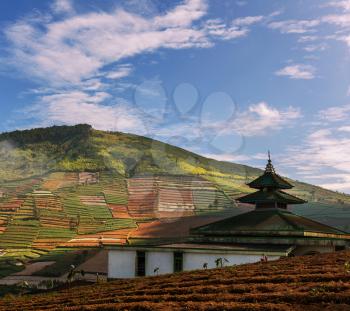 Fields in Dieng Plateo,Indonesia,Java