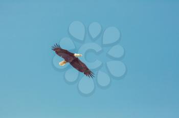 american bald eagle in flight against clear blue alaska sky