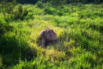 Asian Elephant in Sri Lanka