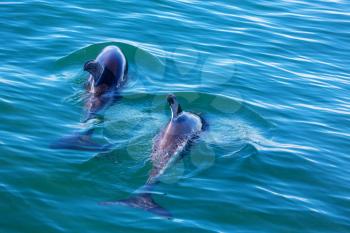 Dolphin in ocean, Argentina