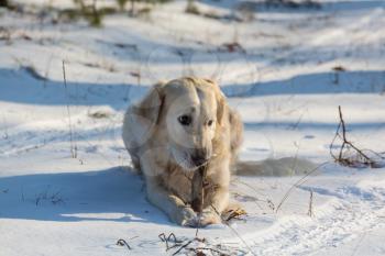 Dog in the winter forest